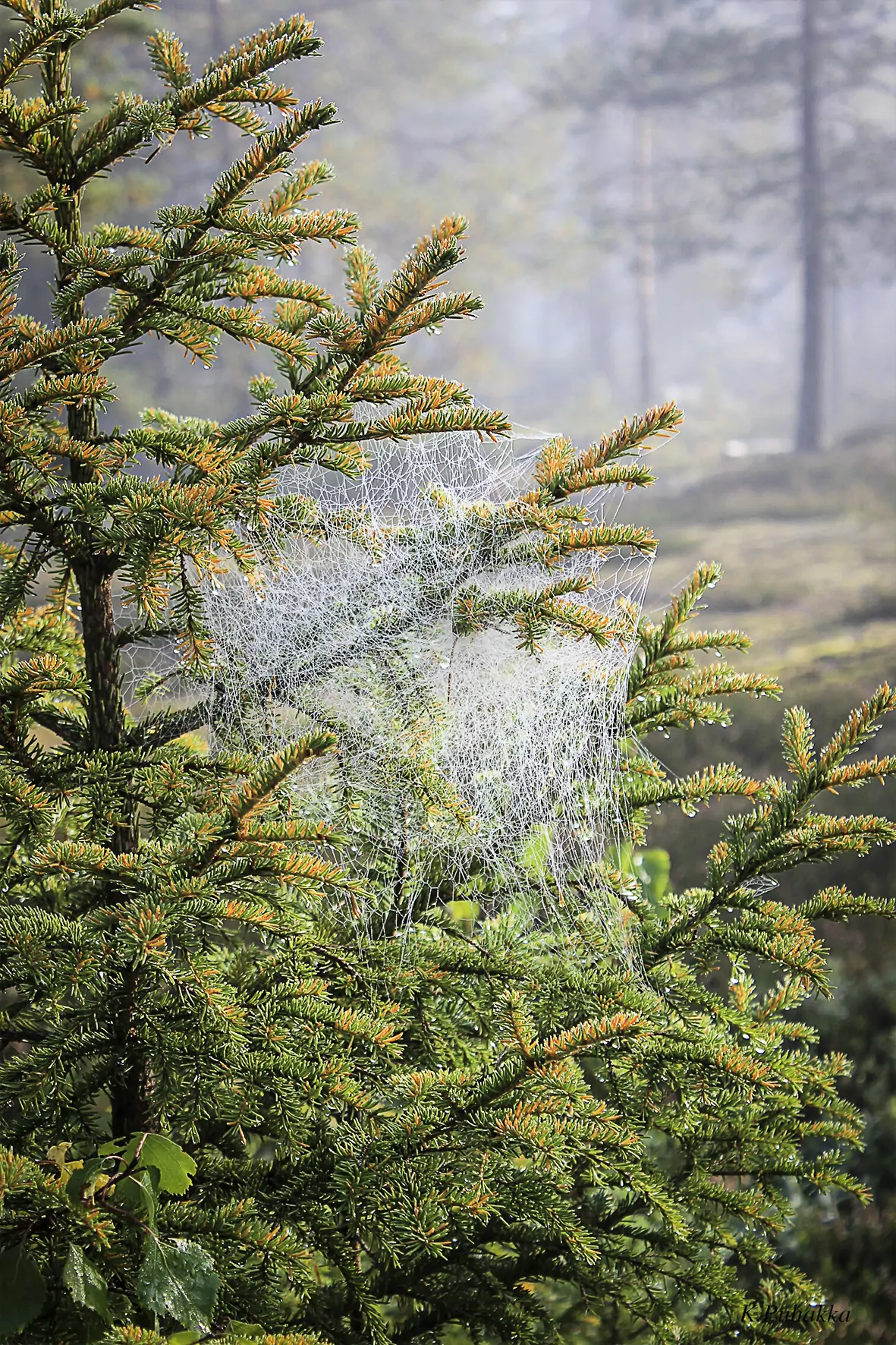Kuusen oksisto hämähäkinseitteineen sumuisessa metsässä