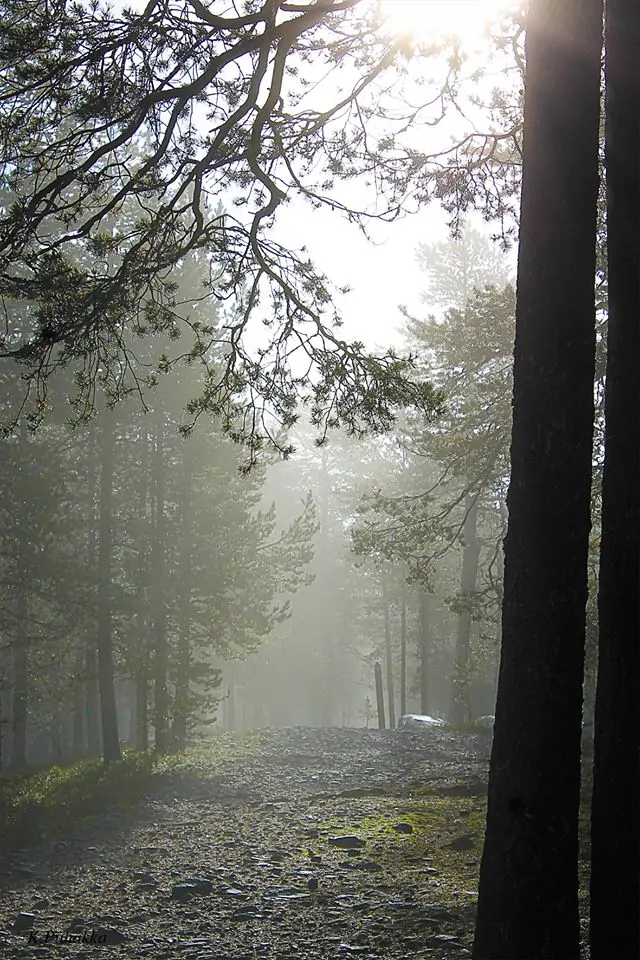 Sumuinen metsäpolku aamuauringossa